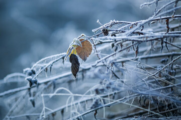 Frost on the leaves in the autumn