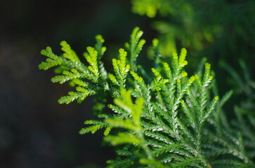 初夏のアスナロ (ヒバ)