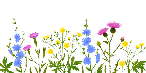 Wild meadow flowers collection with blooming chicory cornflower thistle buttercup and pink field bindweed isolated on white background colorful botanical illustration of summer wildflowers and herbs