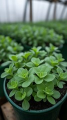 Green Succulents in Greenhouse Pots.