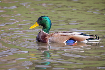 Obraz premium Close of a beautiful male Mallard duck on lake surface with reflection in Wiltshire, UK on 19 March 2025