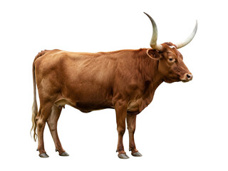 A full body side view portrait of a Texas Longhorn cow standing on a white background.