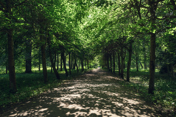 Shady Alley in Summer Park — Tranquil Urban Nature Scene with Copy Space