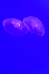Two Transparent Jellyfish Floating in Blue Water — Minimalist Underwater Scene with Copy Space