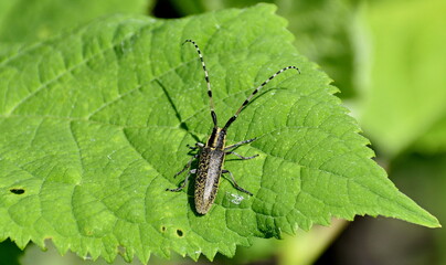 Barbel agapantia