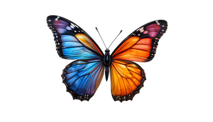 butterfly isolated on background remove 