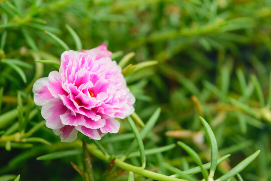 Beautiful pink flower
