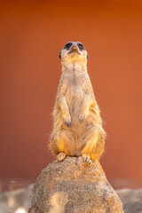 A Meerkat sitting on a rock, in the Zoo of Sao Paulo, Brazil.