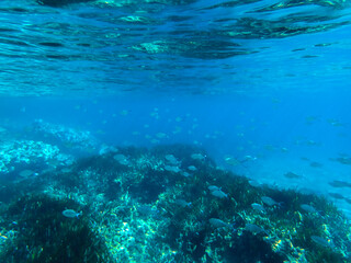 Ocean blue underwater with sunrays, Underwater Sea Deep Water Abstract Sunshine, sea wave, clean waters in summer time, Natural underwater seascape, sand on ocean floor and water surface with sunlight