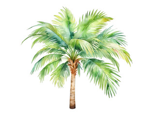 Obraz premium Watercolor tropical palm tree with lush green leaves, Isolated transparent background