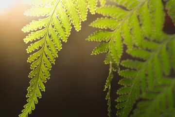 green fern leaves