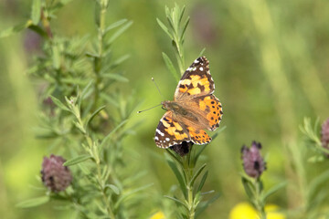 Una bella Mariposa Vanessa de los cardos 