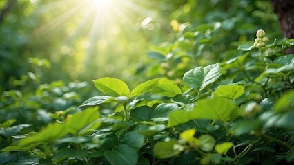 Fresh green leaves on branches, softly focused.