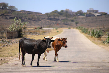 Two cows standing on an empty road in Oman, pausing as they attempt to cross