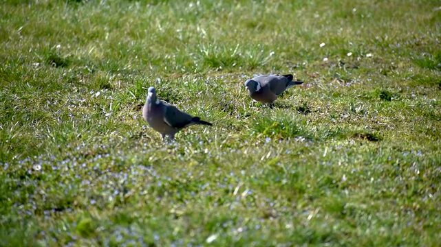 Wood pigeon in a garden, columba palumbus