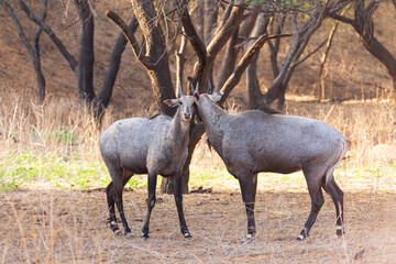 Two Indian sambar deers seen head to head starting a dominance fight at the Jhalana Leopard Safari Park, Jaipur, Rajasthan, India