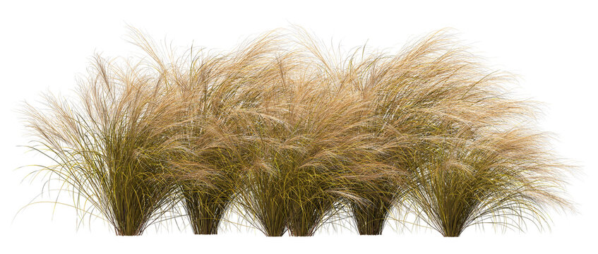 3d render of a Stipa nassella or  tenuissima grass, or Mexican fethergrass isolated over transparent background, PNG cut-out