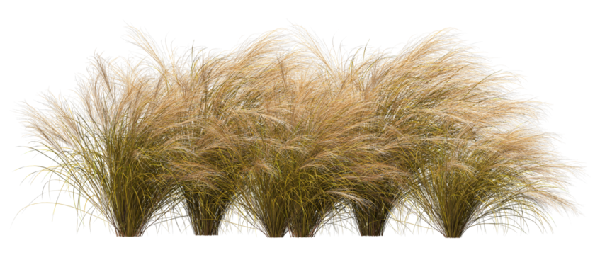 3d render of a Stipa nassella or  tenuissima grass, or Mexican fethergrass isolated over transparent background, PNG cut-out
