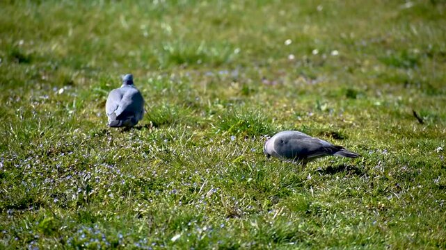 Wood pigeon in a garden, columba palumbus