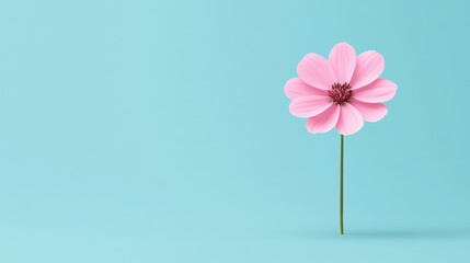 Kenspeckle, A single pink flower stands tall against a soft blue background, showcasing simplicity and elegance.