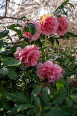 pink camellia flowers on the bush