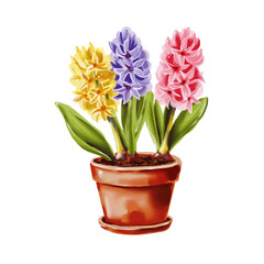 Multicolored hyacinths spring flowers in terracotta pot. Digital watercolor isolated illustration on white background