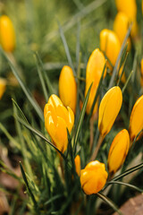 Golden Spring Awakening – Vibrant Yellow Crocuses in Sunlight