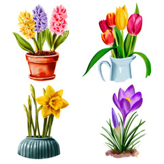 Spring floral set of hyacinths, crocus, daffodil, tulips. Digital watercolor isolated illustrations on white background