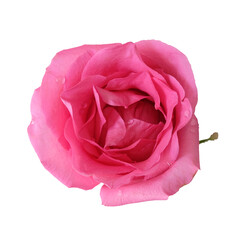 Pink rose flower isolated on white background.  valentine concept..