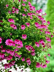 Vibrant Pink Geraniums in Lush Greenery