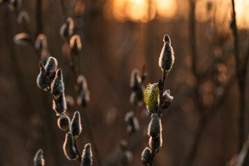 Wiosenne tło, bazie na wierzbie, marzec 2025.  © Elżbieta Kaps