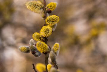 Wiosenne tło, bazie na wierzbie, marzec 2025.  © Elżbieta Kaps