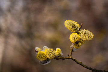 Wiosenne tło, bazie na wierzbie, marzec 2025.  © Elżbieta Kaps