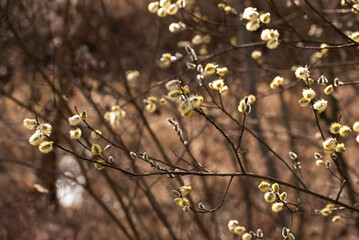 Wiosenne tło, bazie na wierzbie, marzec 2025.  © Elżbieta Kaps