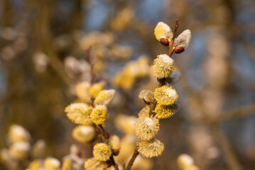 Wiosenne tło, bazie na wierzbie, marzec 2025.  © Elżbieta Kaps