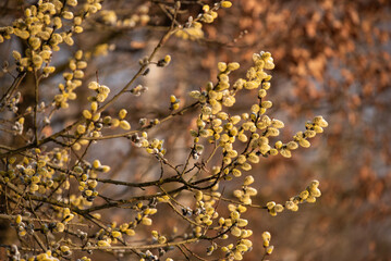 Wiosenne tło, bazie na wierzbie, marzec 2025.  © Elżbieta Kaps