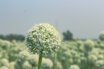 Onion flower, Peyaj ful.