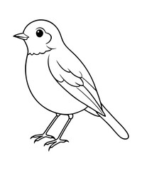 American robin 