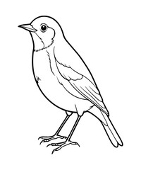 American robin 