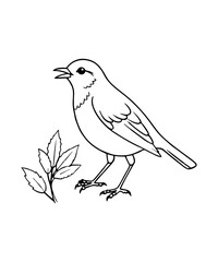 American robin 