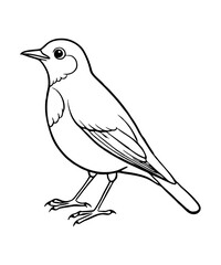 American robin 