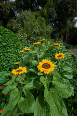 A family-owned organic farm is a testament to sustainable agriculture and cultural heritage.Cultivating a diverse array of crops using traditional methods, free from synthetic chemicals.