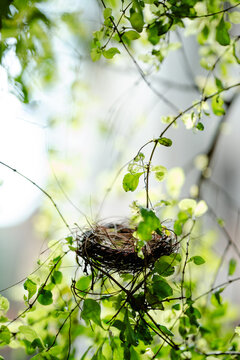 nest symbolizing new life