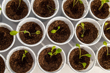 Small petunia seedlings in white disposable cups on windowsill. Planting seedlings. Top view