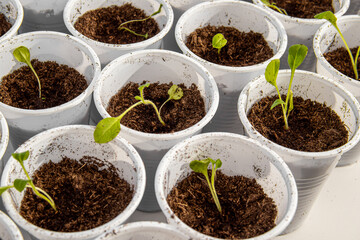 Small petunia seedlings in white disposable cups on windowsill. Planting seedlings. Overgrown seedlings closeup