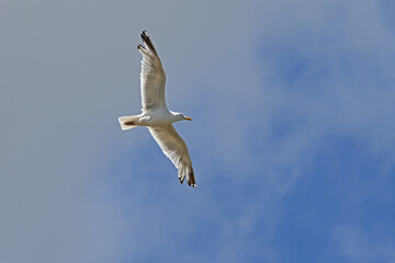 Obraz premium seagull in flight against a blue sky