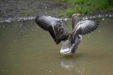 grey Toulouse goose raising its wings