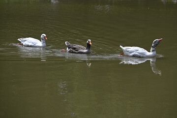 grey geese from Toulouse swimming in a line
