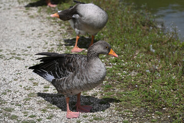 Toulouse grey goose in close-up profile