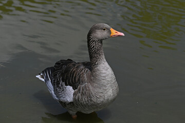 Toulouse grey goose in close-up profile